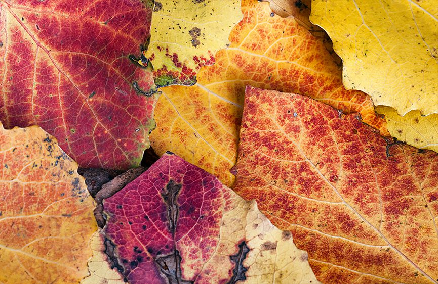 Autumn leaves III vertical blinds