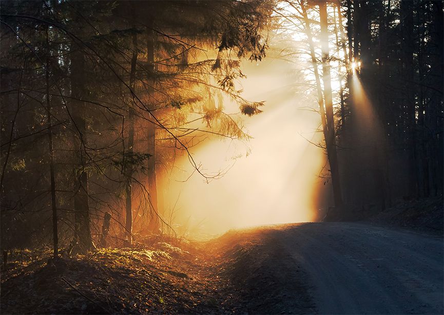 Forest at sunset I