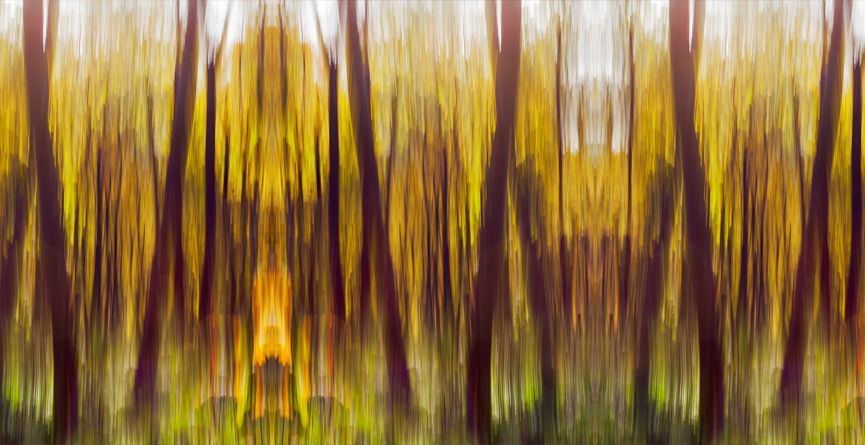 Wild forest I wall murals
