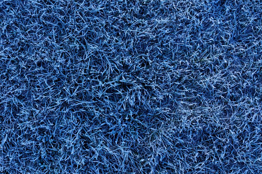 Frozen Grass I