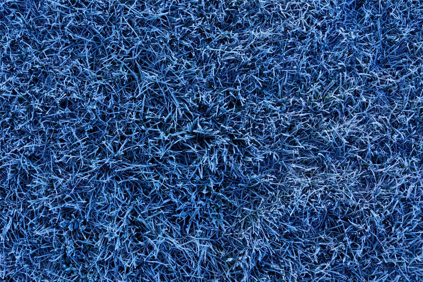 Frozen Grass