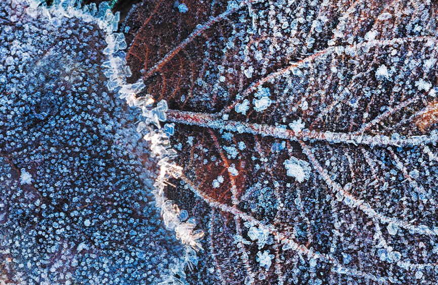 Frozen nature I roller blinds